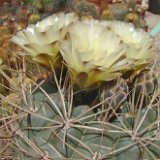 Gymnocalycium gibbosum v. heuschkelianum ©JLcoll.1915.jpg